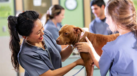 iStock-1341357650_520x290px